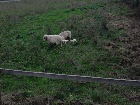 A nossa fêmea de ovinos da raça autóctobe Bordadeira de Entre Douro e Minho, presenteou-nos com duas saudáveis crias.